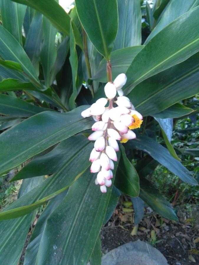 Casa Finca El Girasol Villa Guayabal de Siquima Bagian luar foto